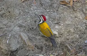 West Bengal Prints: Black-rumped Flameback (Dinopium benghalense) adult female