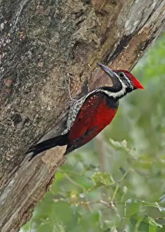Black-rumped Flameback (Dinopium benghalense) adult male, at nesthole in tree trunk, Sri Lanka