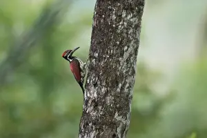 Sri Lanka Prints: Black-rumped Flameback (Dinopium benghalense psarodes) adult male