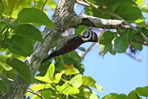 Black-rumped Flameback (Dinopium benghalense psarodes) endemic race, adult male, feeding in dead tree, Sri Lanka, december