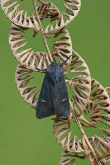 Fern Prints: Black Rustic (Aporophyla nigra) adult