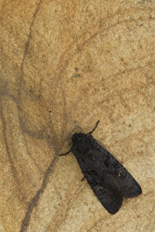 Black Rustic (Aporophyla nigra) adult, resting on sandstone, Sheffield, South Yorkshire, England, September