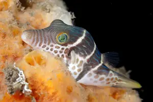 Seraya Prints: Black-saddled Pufferfish (Canthigaster valentini) adult
