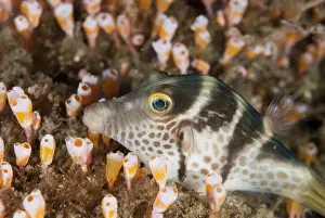 Black-saddled Pufferfish (Canthigaster valentini) adult, resting amongst Sea-squirts (Clavelina diminuta)