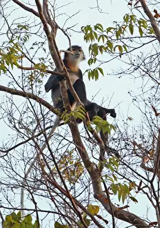 Primates Prints: Black-shanked Douc Langur (Pygathrix nigripes) adult