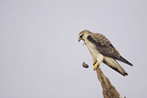 Black-shouldered Kite (Elanus caeruleus) juvenile, regurgitating pellet, perched on broken branch, Keoladeo Ghana N. P. (Bharatpur), Rajasthan, India