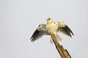 Black-shouldered Kite (Elanus caeruleus) juvenile, with wings spread, perched on broken branch, Keoladeo Ghana N. P. (Bharatpur), Rajasthan, India