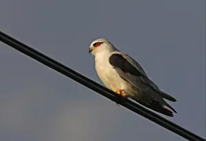 Overhead Prints: Black-shouldered Kite (Elanus caeruleus vociferus) adult