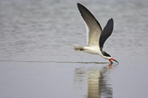 Black Skimmer (Rynchops niger) adult, in flight, feeding by skimming surface of water, Fort de Soto, Florida, U. S. A