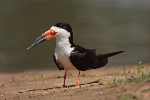 Mato Grosso Prints: Black Skimmer (Rynchops niger) adult