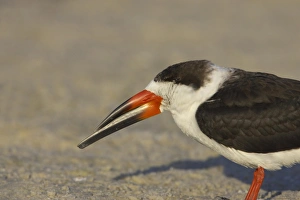 Black Skimmer (Rynchops niger) adult, close-up of head, Fort de Soto, Florida, U. S. A