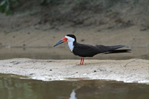 Black Skimmer (Rynchops niger) adult, standing on sandbar, Rupununi, Guyana