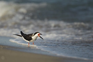 Surf Prints: Black Skimmer (Rynchops niger) adult