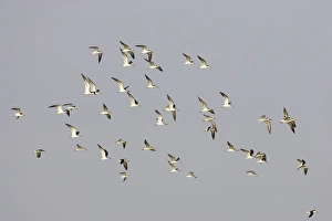 Florida Prints: Black Skimmer (Rynchops niger) flock, in flight, Fort de Soto, Florida, U. S. A