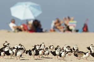 Holidays Prints: Black Skimmer (Rynchops niger) flock