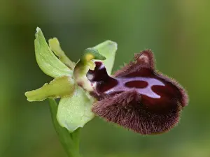Orchids Prints: Black Spider Orchid (Ophrys incubacea) close-up of flower, Corsica, France, May
