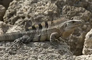 Shore Prints: Black Spiny-tailed Iguana (Ctenosaura similis) introduced species