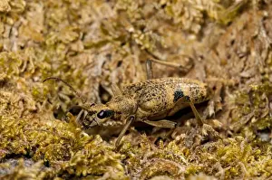 Longhorns Prints: Black-spotted Longhorn Beetle (Rhagium mordax) adult