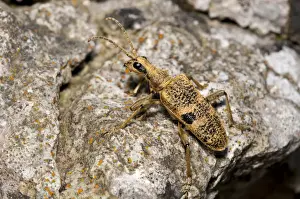 Black-spotted Longhorn Beetle (Rhagium mordax) adult, walking over rock, Gait Barrows National Nature Reserve, Cumbria