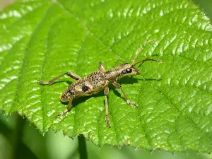 Black-spotted Longhorn Beetle (Rhagium mordax) adult, standing on Stinging Nettle (Urtica dioica) leaf, Leicestershire