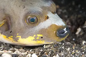 Black-spotted Puffer (Arothron nigropunctatus) adult, close-up of head, on black sand, Lembeh Straits, Sulawesi