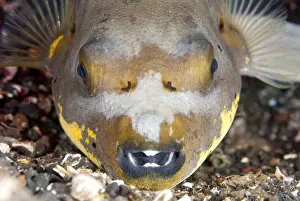 Pufferfish Prints: Black-spotted Puffer (Arothron nigropunctatus) adult