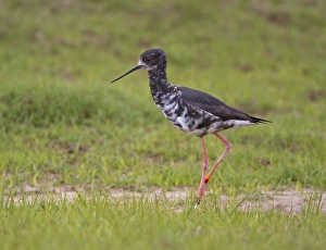 Ring Prints: Black Stilt (Himantopus novaezelandiae) juvenile