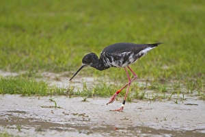 Black Stilt (Himantopus novaezelandiae) juvenile, wearing leg rings, walking in wetland, New Zealand, november