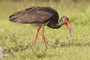 Central Europe Prints: Black Stork (Ciconia nigra) adult