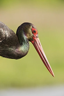Black Stork (Ciconia nigra) adult, close-up of head and neck, Hortobagy N. P. Hungary, April