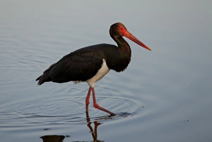 Lesbos Prints: Black Stork (Ciconia nigra) adult