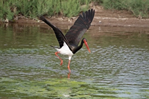 Lesbos Prints: Black Stork (Ciconia nigra) adult, with wings spread, wading in water, Lesvos, Greece, may