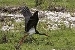 Stork Prints: Black Stork flying - Bulgaria