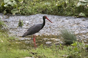 Stork Prints: Black Stork standing in stream - Bulgaria