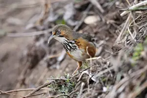 Old World Prints: Black-streaked Scimitar-babbler (Pomatorhinus gravivox) adult
