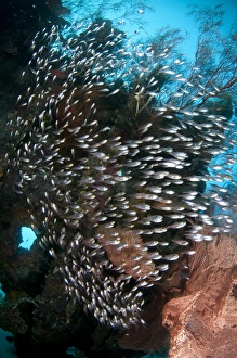 Ship Prints: Black-stripe Sweeper (Pempheris schwenkii) shoal, swimming at coral encrusted shipwreck
