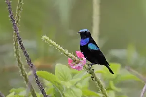 Sunbird Prints: Black Sunbird (Leptocoma sericea corinna) adult male