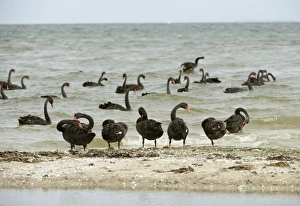 Victoria Prints: Black Swan (Cygnus atratus) flock