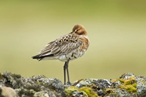 Black-tailed Godwit (Limosa limosa) adult, breeding plumage, with beak tucked under wing, standing on volcanic rocks
