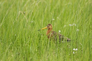 Black-tailed Godwit (Limosa limosa) adult, breeding plumage, standing amongst long grass in meadow, Iceland, June