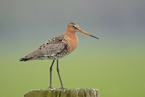 Black-tailed Godwit (Limosa limosa) adult, breeding plumage, standing on fencepost, Netherlands, April