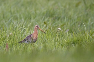 Godwits Prints: Black-tailed Godwit (Limosa limosa) adult