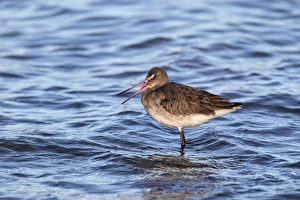 Black-tailed Godwit (Limosa limosa) adult, winter plumage, with beak open after digesting food, standing in shallow water at high tide, River Stour, Suffolk, England, december