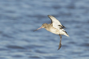 Black-tailed Godwit (Limosa limosa) adult, winter plumage, in flight over water, landing at high tide roost, River Stour, Essex, England, january