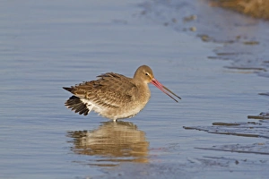 Black-tailed Godwit (Limosa limosa) adult, winter plumage, in aggressive posture