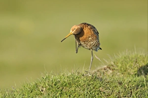 Black-tailed Godwit (Limosa limosa) adult, breeding plumage, preening, standing on grassy mound, Iceland, June