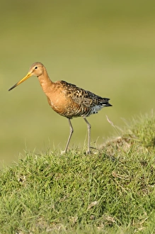 Black-tailed Godwit (Limosa limosa) adult, breeding plumage, preening, standing on grassy mound, Iceland, June