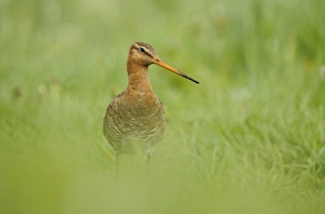 Black-tailed Godwit (Limosa limosa) adult, breeding plumage, standing in grassy field, Netherlands, May