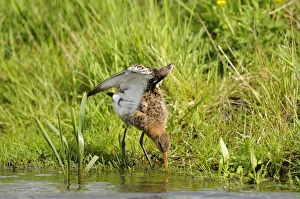 Black-tailed Godwit (Limosa limosa) adult, breeding plumage, drinking and stretching wings, Netherlands, May