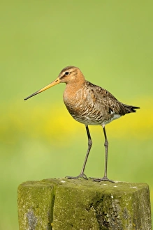 Black-tailed Godwit (Limosa limosa) adult, breeding plumage, standing on fencepost, Netherlands, May